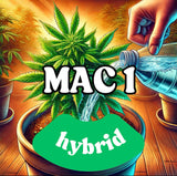 Chronic Clouds Nimbus 1g THC-A Flower 20ct Display